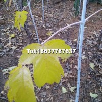 金葉復(fù)葉槭