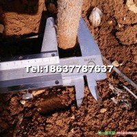 金葉復(fù)葉槭