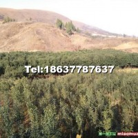 大葉女貞樹(shù)