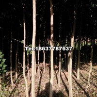 大葉女貞樹(shù)