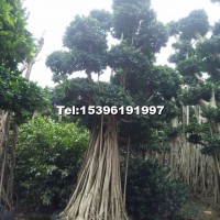 造型榕樹樁頭（小葉榕樁頭）