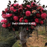 油茶樹(shù)嫁接茶花