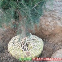 河南雪松工程苗