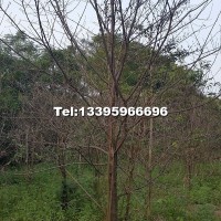 福建紅桿山櫻花