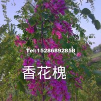 香花槐