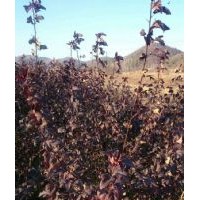 紫葉風(fēng)箱果