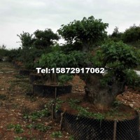 對(duì)節(jié)白蠟盆景