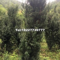 曼地亞紅豆杉樹