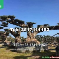 1400年橄欖樹(shù)