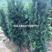 曼地亞紅豆杉樹