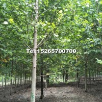 法桐原生苗