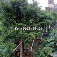 10公分精品紅豆杉假植苗