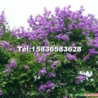 紫薇