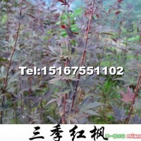 三季紅楓小苗