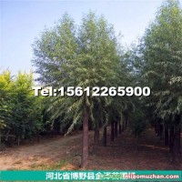 河北省博野縣饅頭柳