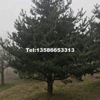 五針?biāo)?/></a>
<div><a href=