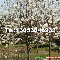 山東白玉蘭大型種植基地