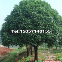 大規(guī)格桂花