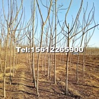 新區(qū)火炬樹