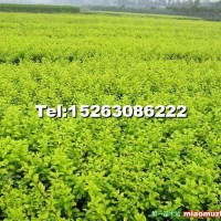 哪里的金葉女貞質(zhì)優(yōu)價(jià)廉