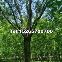15-20公分國槐