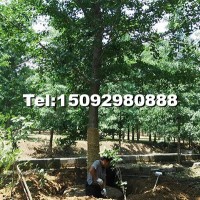 專供25公分銀杏樹