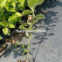 七斤袋花葉假連翹