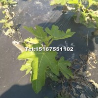 水果苗——無花果