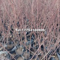 檉柳營養(yǎng)杯苗