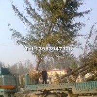 30公分銀杏大樹(shù)