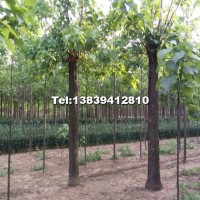 15公分楸樹