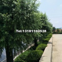 柳樹(shù)30公分