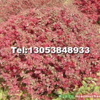 哪里有比較好的紅葉小檗球種植地