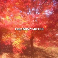 大規(guī)格雞爪械