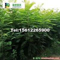 河北火炬樹--火炬樹報(bào)價(jià)--5公分火炬樹