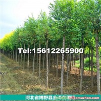 河北保定圓冠榆