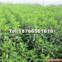 低價直供法國冬青--珊瑚苗木