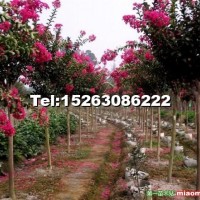 四川大型紫薇種植地