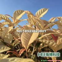 珍珠五彩桂樹(shù)種苗