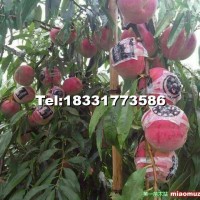 冬桃秋雪紅10月底成熟