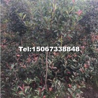 紅葉石楠小毛球