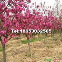 櫻花苗批發(fā)銷售 優(yōu)質綠化苗 成活率高 基地直銷