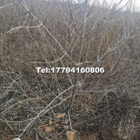 沙棘營養(yǎng)杯苗