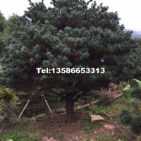 五針?biāo)?/></a>
<div><a href=