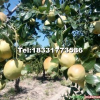 早脆王，7月底成熟