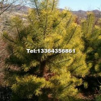 樟子松高1.5米至2.5米