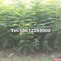 火炬樹實(shí)生苗