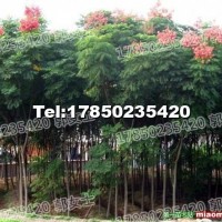 臺灣欒樹 基地直銷