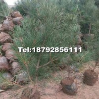 營(yíng)養(yǎng)缽白皮松