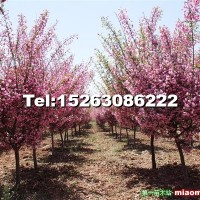 哪里出售垂絲海棠